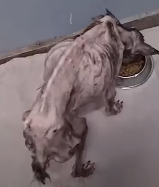 Extra image from article