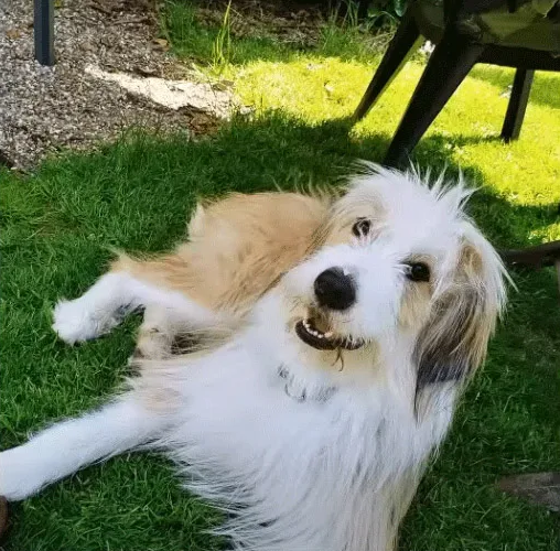 Extra image from article