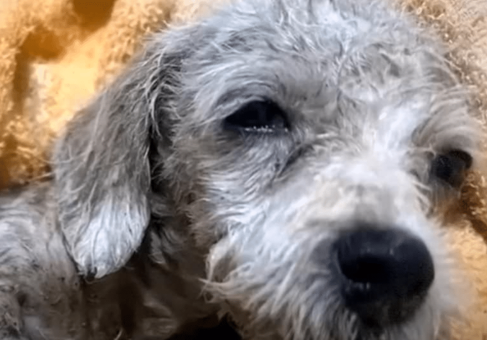 In the clinic, Lucky received the round-...