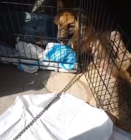 Extra image from article