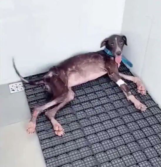 Extra image from article