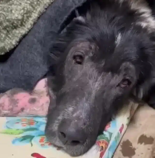 At times, she would nuzzle close, seekin...