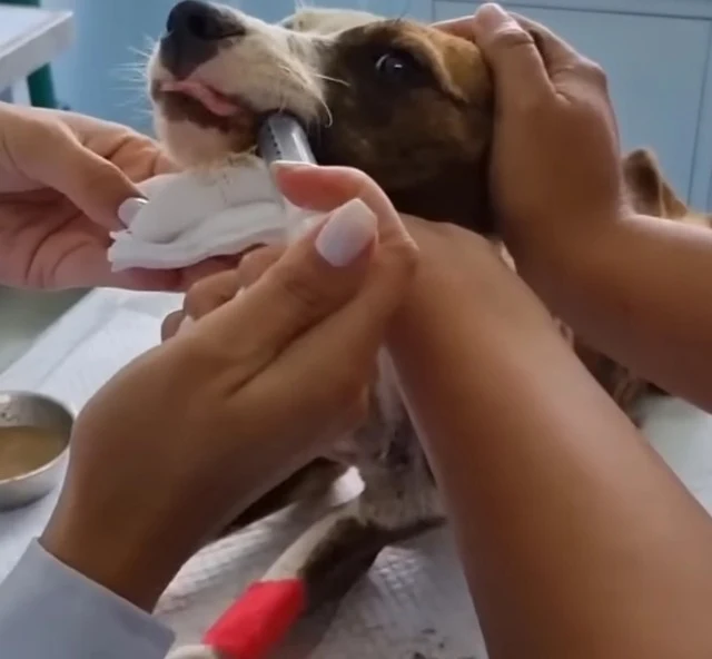 Extra image from article