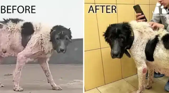 Extra image from article