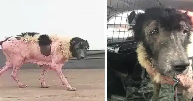 After being abandoned, Lunya spent sever...