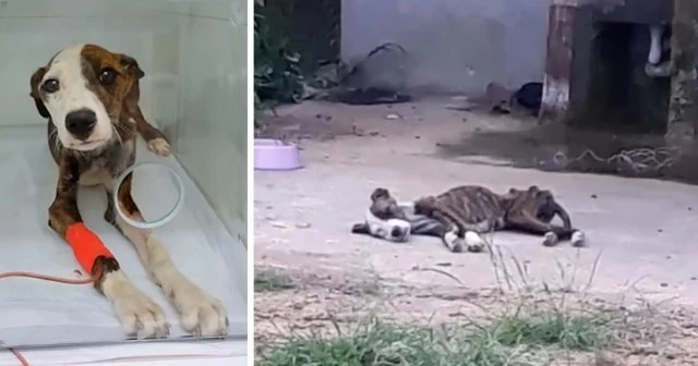 Immediately after her discovery, Jade wa...