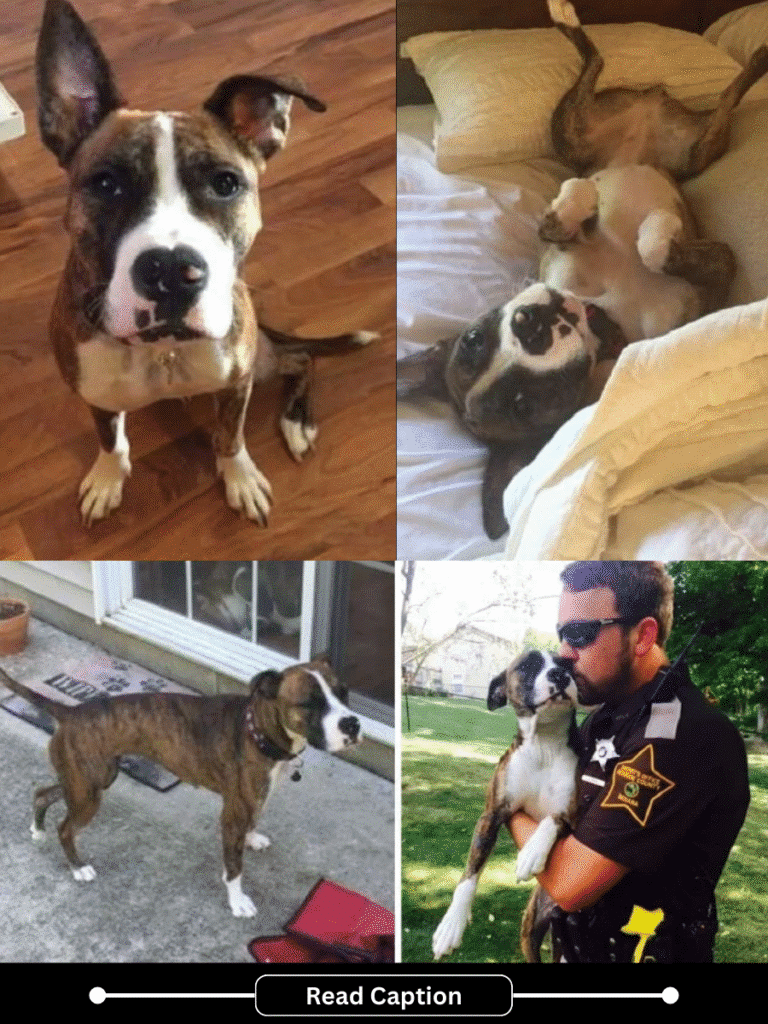 Abandoned Dog Finds a Loving Home After Heartbreaking Discovery in ...