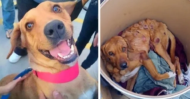 Rescued Dog Boby's Miraculous Recovery: From Abandoned Streets to a Loving Home