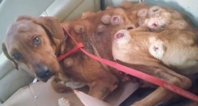 Rescued Dog Boby's Miraculous Recovery: From Abandoned Streets to a Loving Home