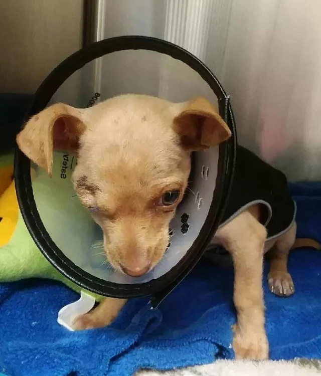 Despite his early hardships, Thor is rec...