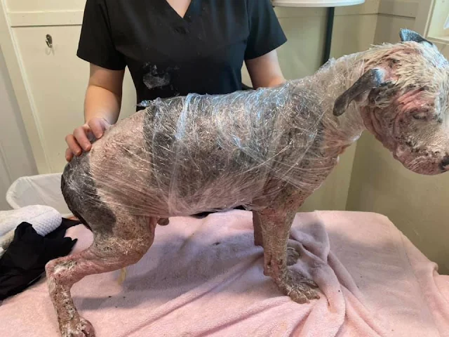 Upon arrival, Sinclair's condition was d...