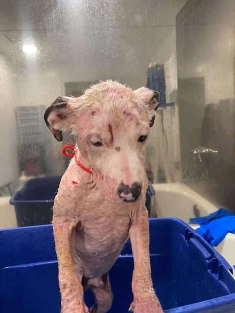 Transferred to Pearl’s Place for special...