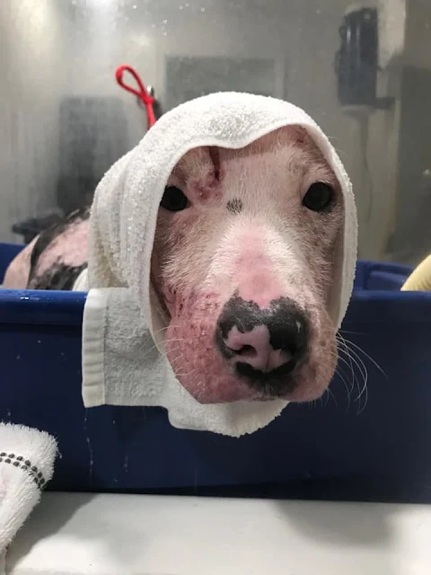 As time passed, Sinclair's progress was ...