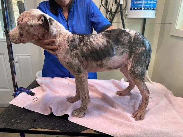 Casper’s journey serves as a powerful re...