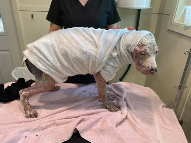 Extra image from article