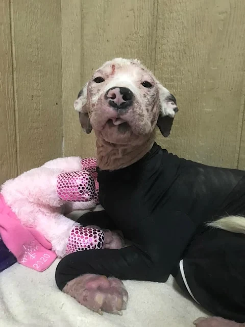 Extra image from article