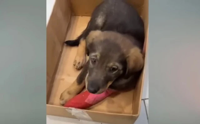 The rescuers named him Kompot, promising...