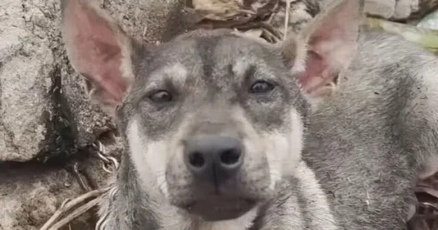 After sharing the puppy's story online w...