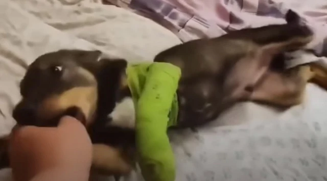 As he began to trust again, Kompot revea...