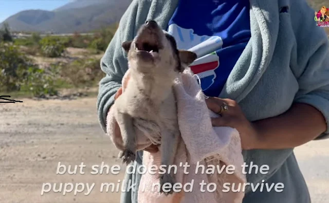 Thankfully for Panda, swift actions by h...