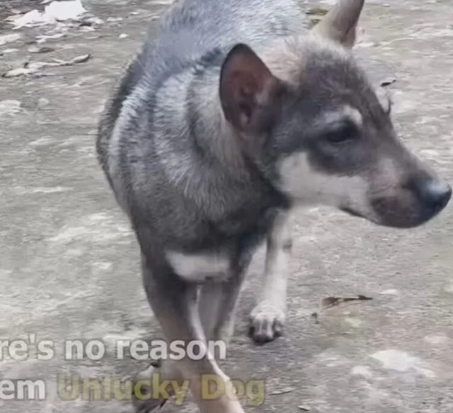 Extra image from article