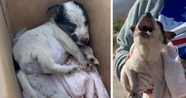 Panda was prematurely separated from her...