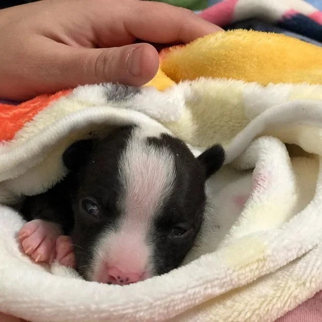 By 16 weeks, Tipsy was adept at using he...