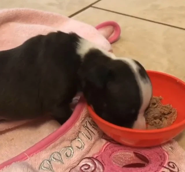 Extra image from article