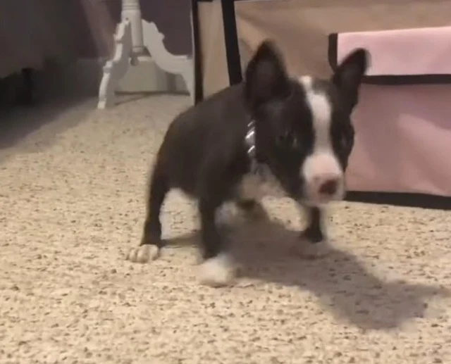 Extra image from article