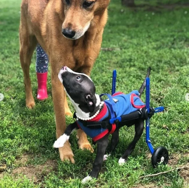 Extra image from article