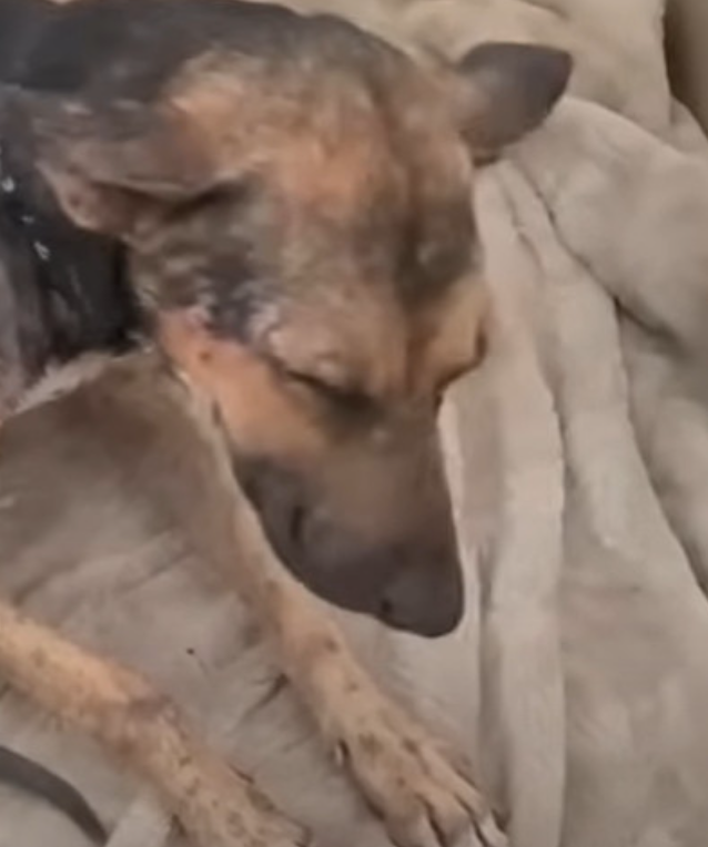 Over time, Serena and her puppies blosso...