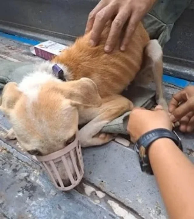 Extra image from article