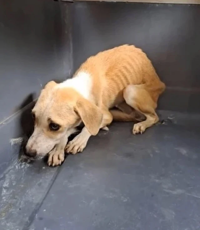 Extra image from article