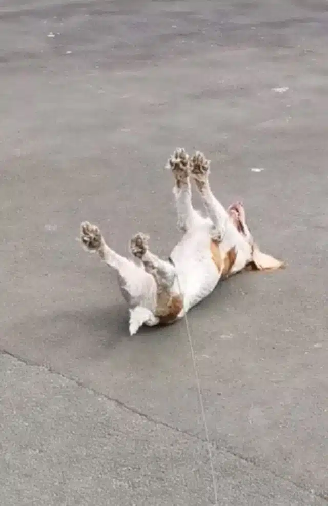 Peter's family often explains his condit...