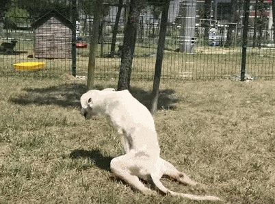 Extra image from article