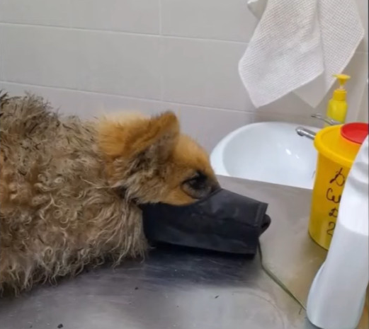 Extra image from article