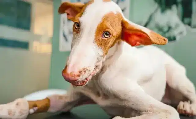 Extra image from article