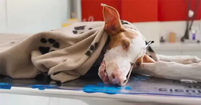 Winston's painful journey began when he ...