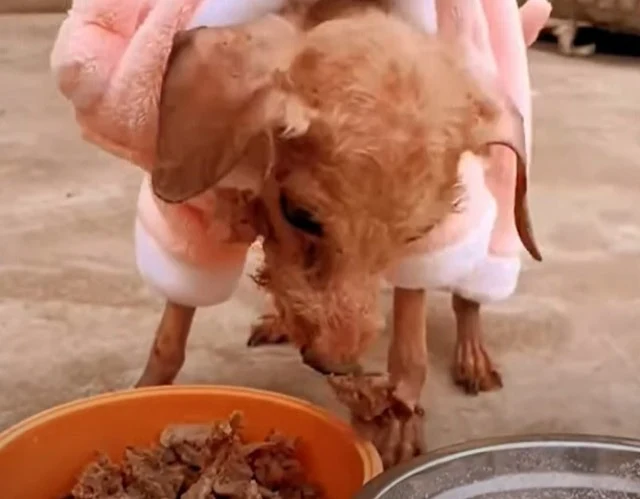 Extra image from article