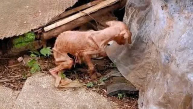 Dogs dedicate their entire lives to bein...