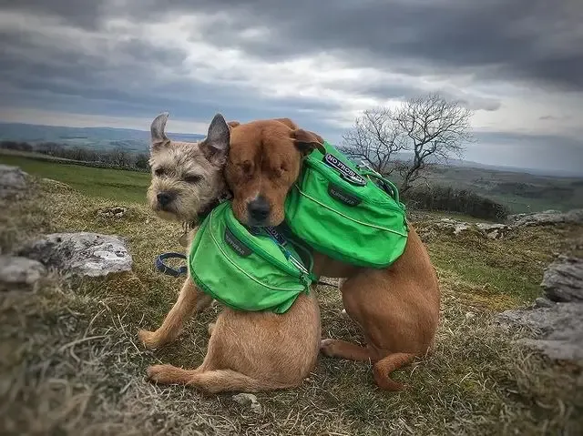 Extra image from article