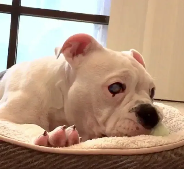 Renamed Ago, Batty has embraced his new ...