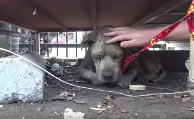 The vet's examination revealed that Dunc...