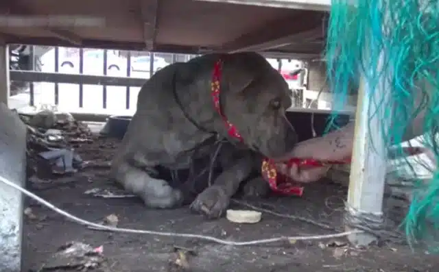 Despite living with dementia, Duncan ada...