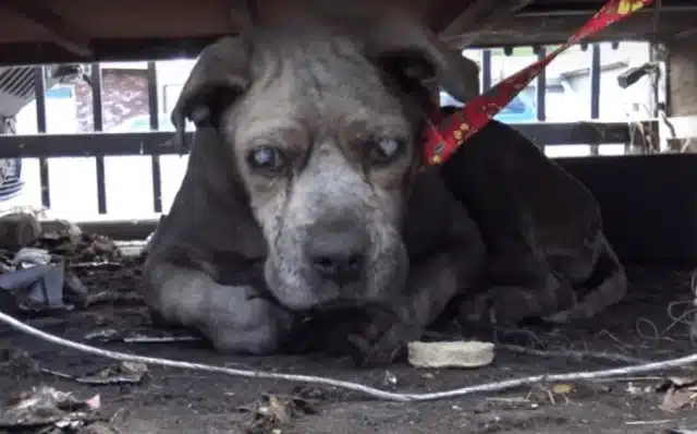 Extra image from article