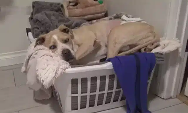 Extra image from article