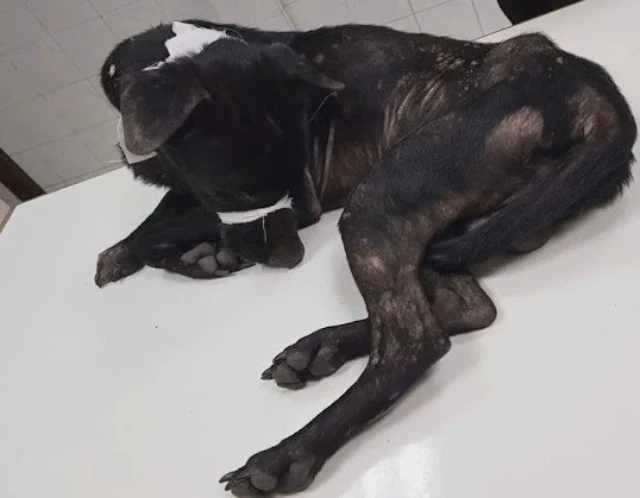 Now thriving and happy, this dog has fou...