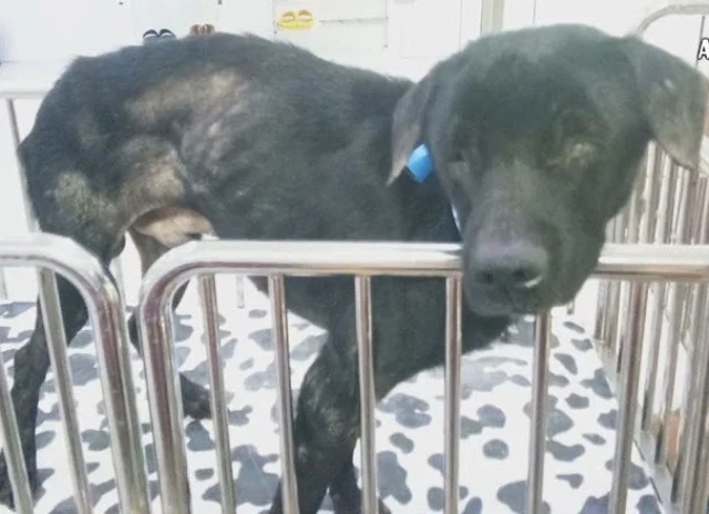 Extra image from article