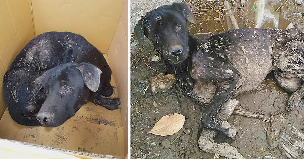 The pitiful dog was found lying helpless...