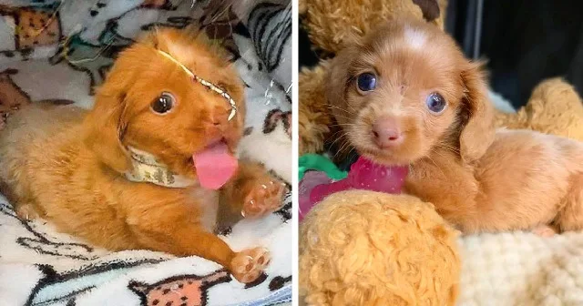 To help Sally, Kathryn set up an oxygen ...